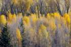 USA, Wyoming. Cottonwoods in fall color along the Buffalo Fork River just east of the Tetons Art Print